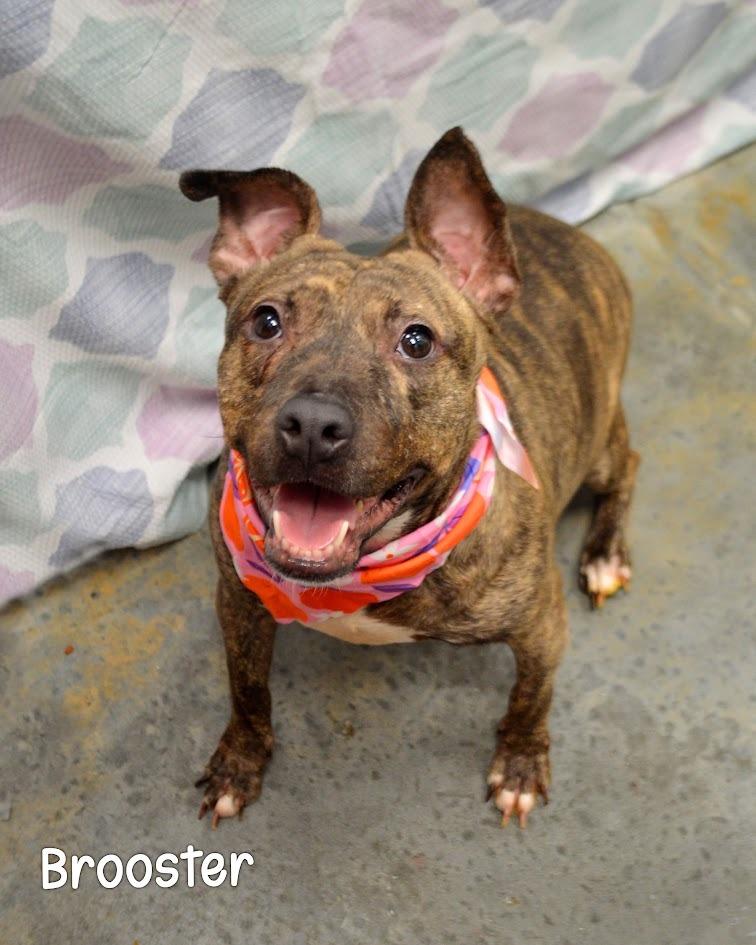 Enlarge Brooster, a Adoptable Pit Bull Terrier in Gautier, MS image 2/4