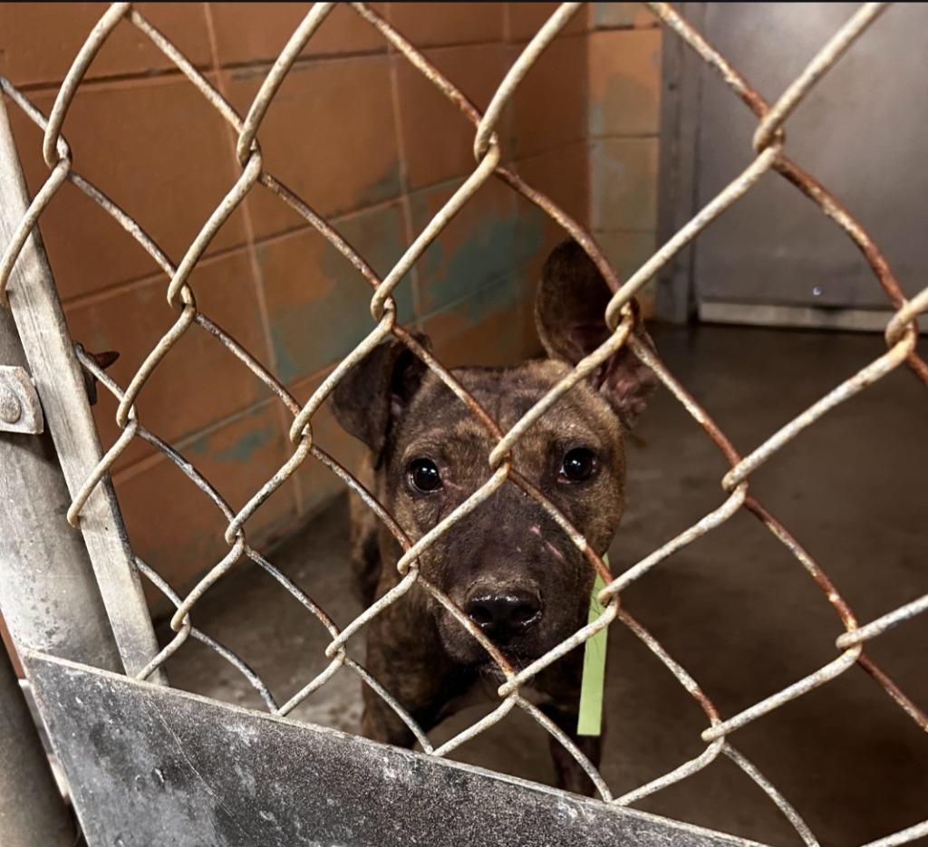 Enlarge Brooster, a Adoptable Pit Bull Terrier in Gautier, MS image 3/4