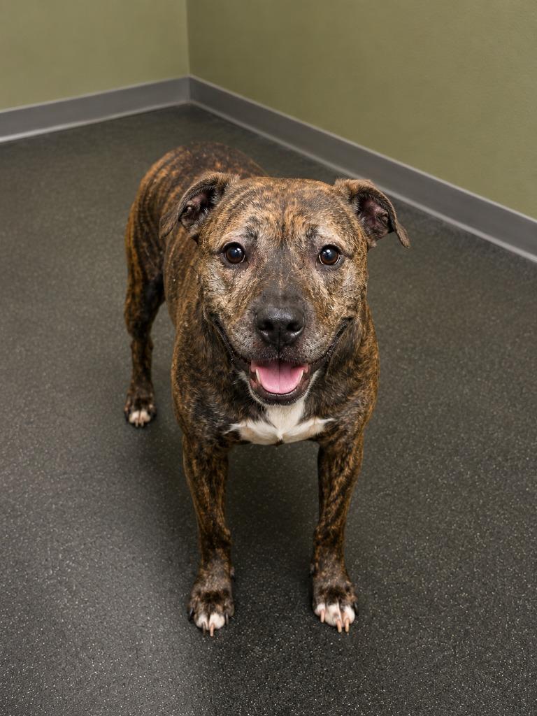 Enlarge Brooster, a Adoptable Pit Bull Terrier in Gautier, MS image 4/4