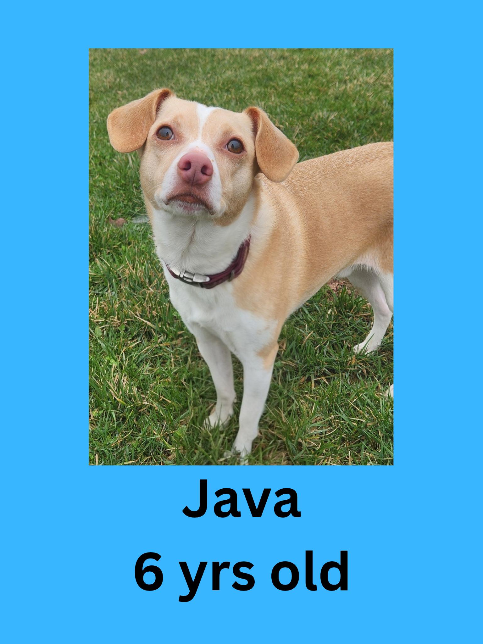 Java, adopted, Adult Male Mixed Breed.