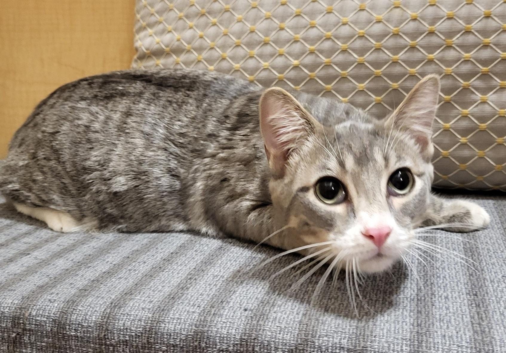 Scout, Adoptable, Kitten Male Domestic Short Hair.