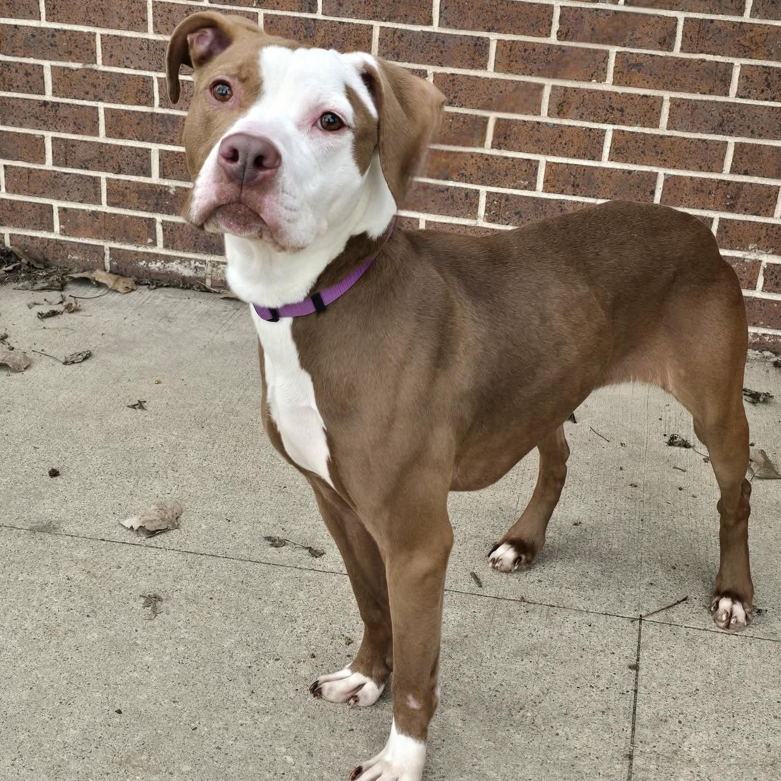 Enlarge Mae, a ADOPTABLE mixed breed in Waterloo, IA image 4/4