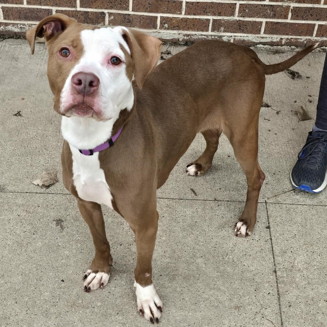 Enlarge Mae, a ADOPTABLE mixed breed in Waterloo, IA image 3/4