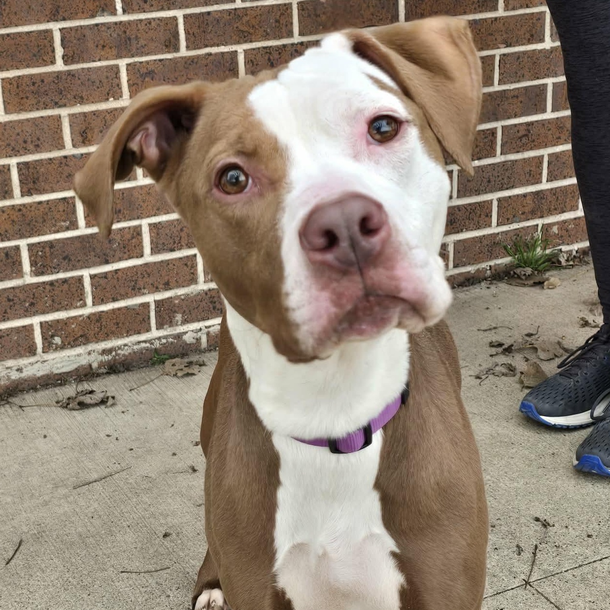 Mae, ADOPTABLE, Adult Female Pit Bull Terrier.