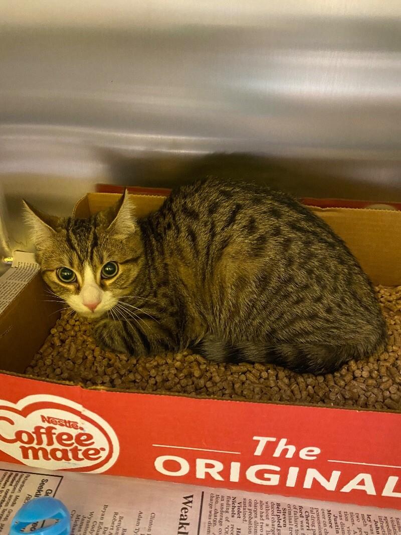 Enlarge Finnegan, a Adoptable Domestic Short Hair in Jackson, TN image 1/1