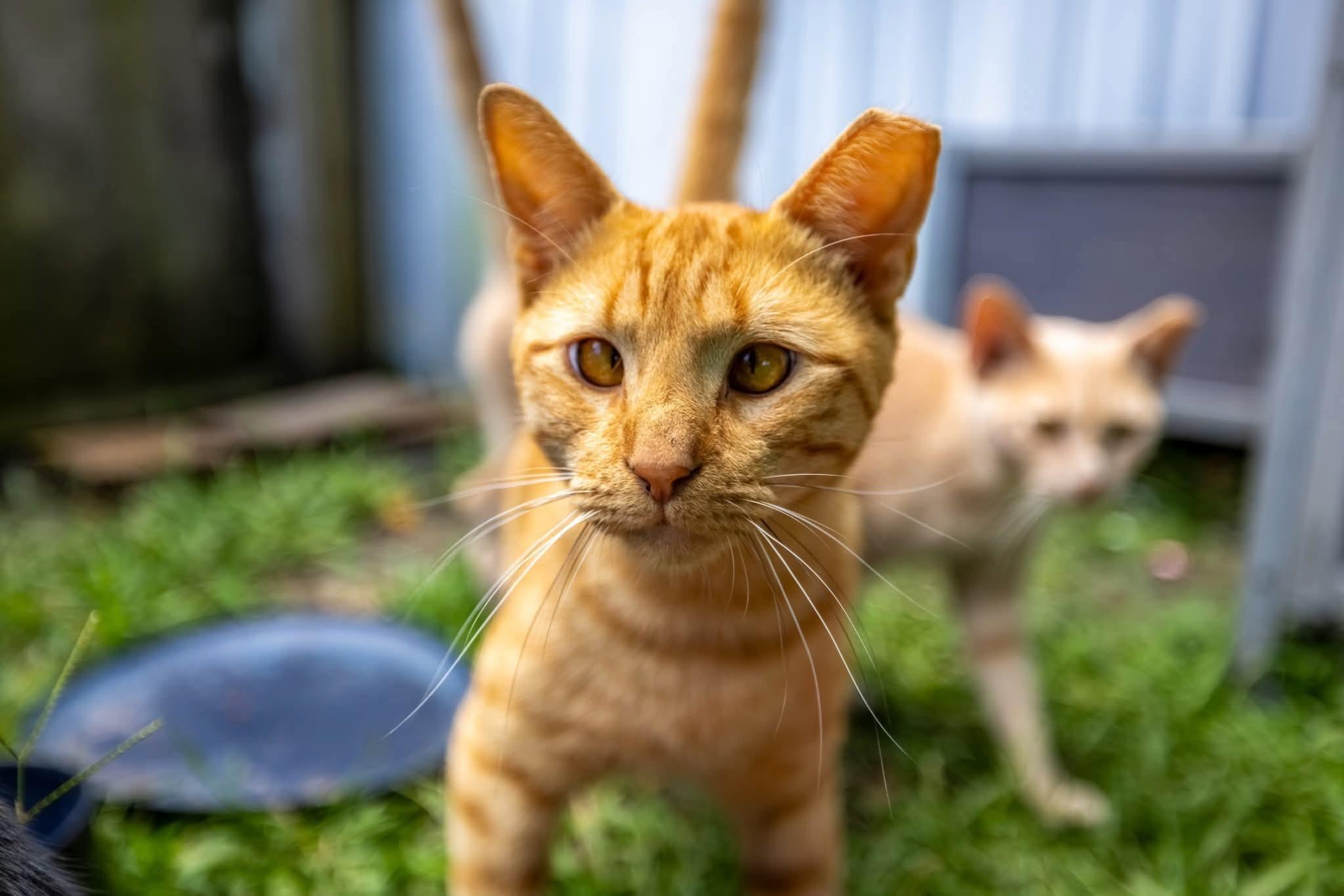 Enlarge Duncan, a Adoptable Tabby in Oriental , NC image 1/1