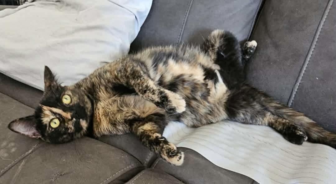 Fergie, a Adoptable mixed breed in Pocatello, ID image 3/5
