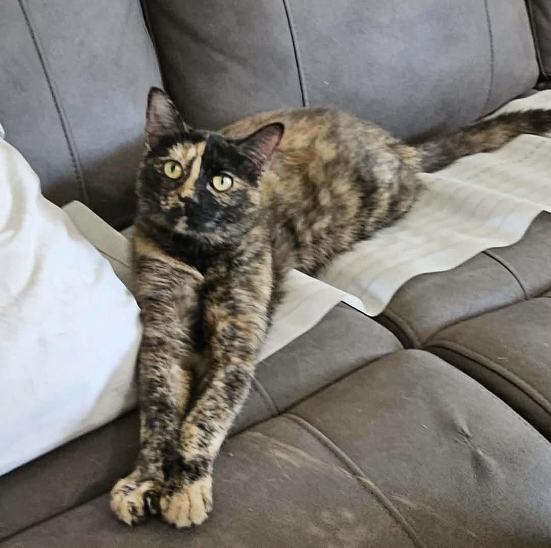 Fergie, a Adoptable mixed breed in Pocatello, ID image 2/5