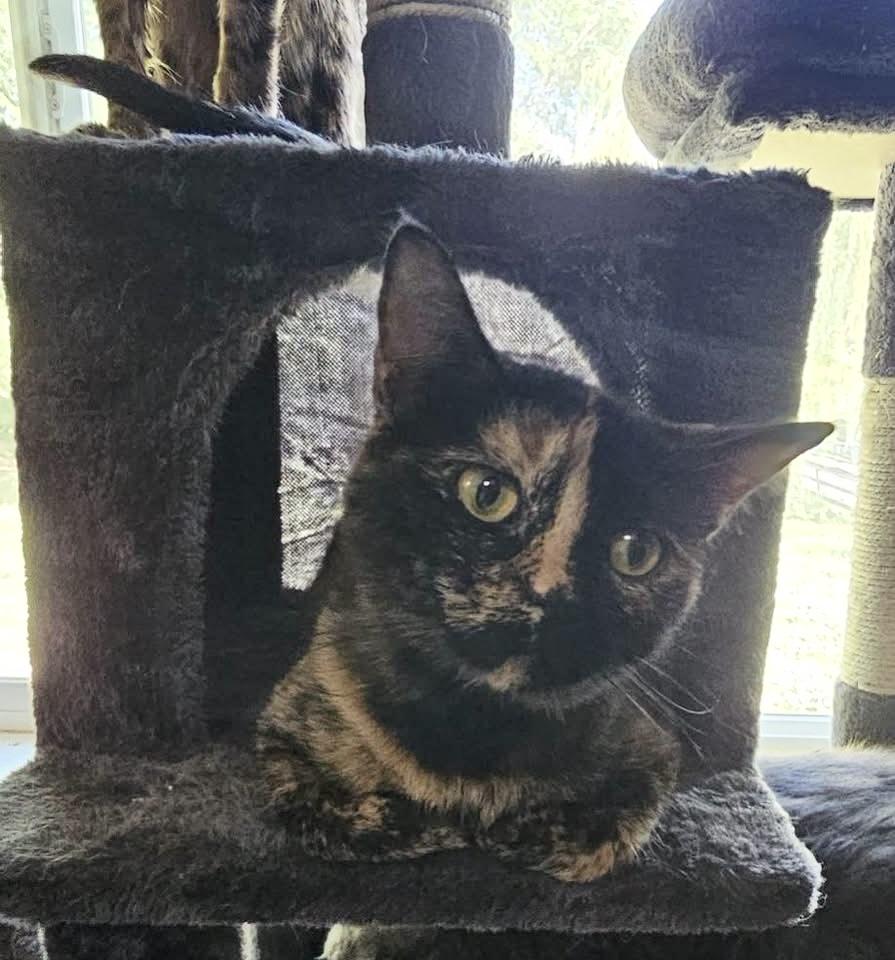 Fergie, a Adoptable mixed breed in Pocatello, ID image 4/5