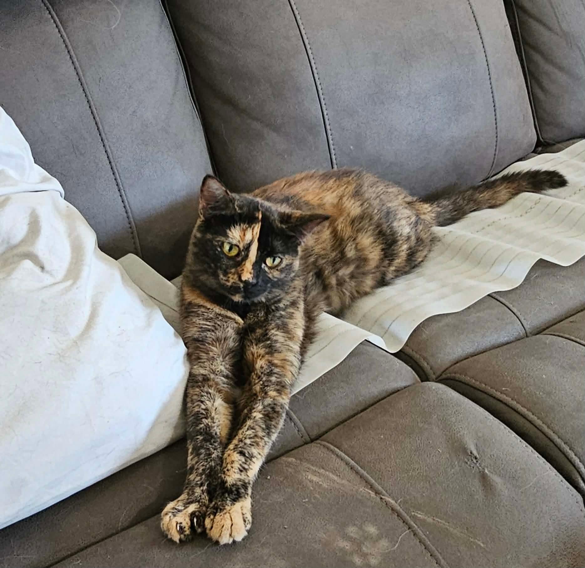Fergie, a Adoptable mixed breed in Pocatello, ID image 5/5