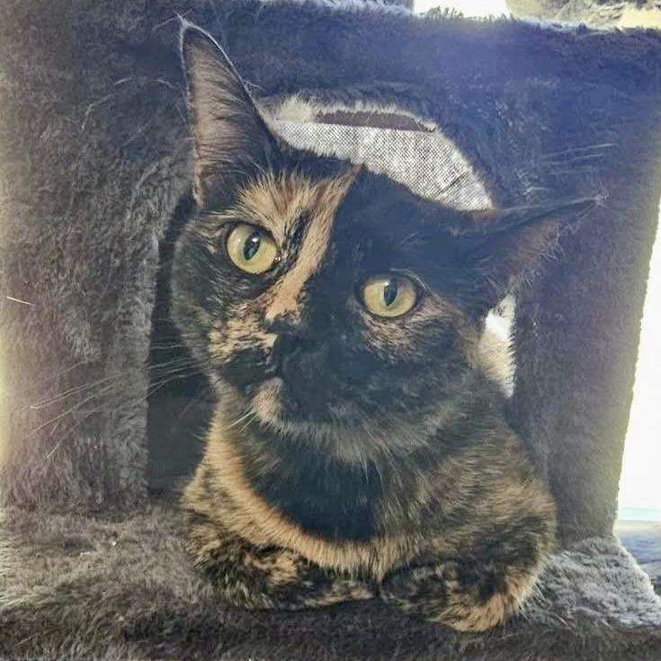 Fergie, Adoptable, Young Female Domestic Short Hair.