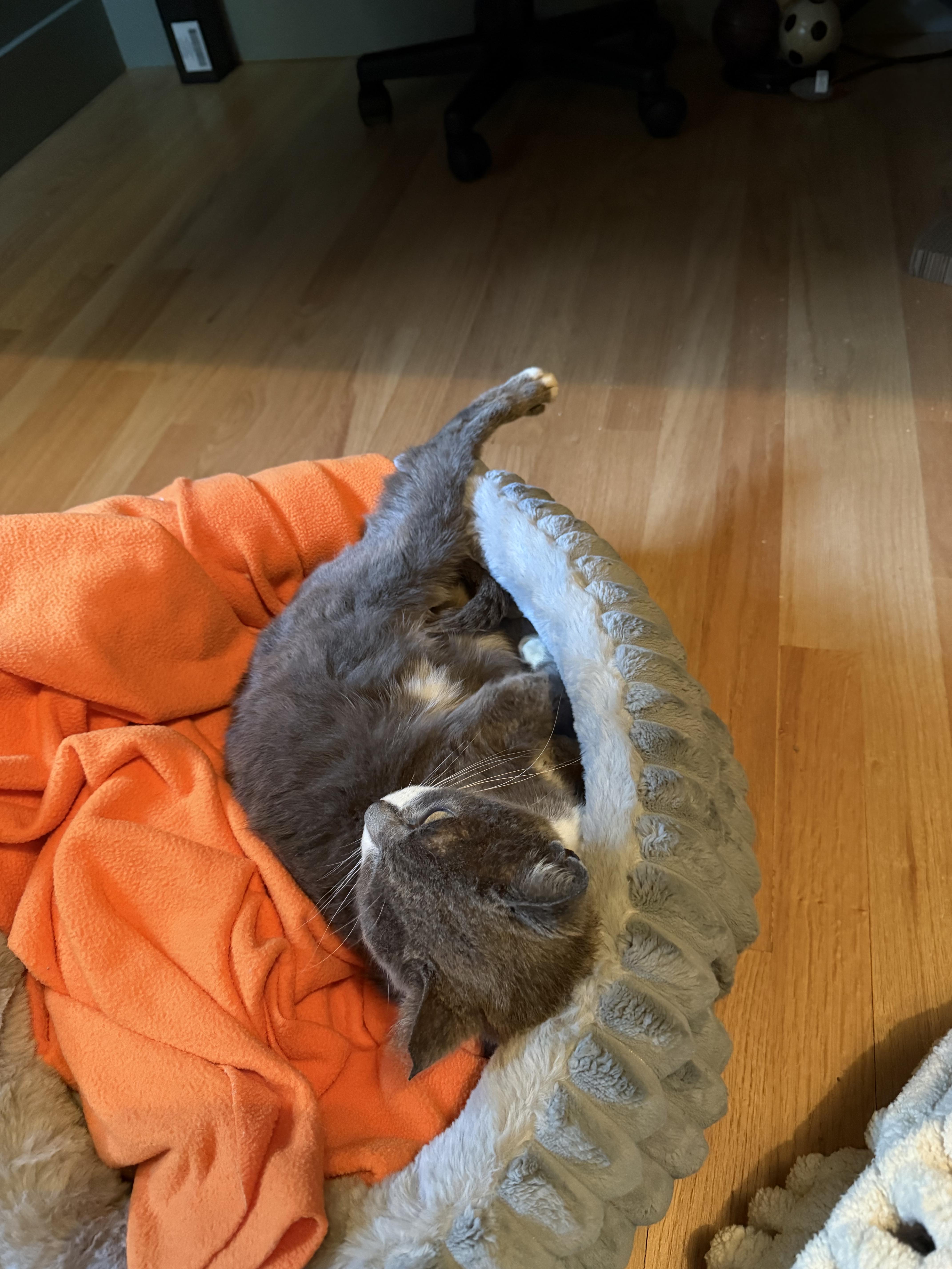 Enlarge Winnie, a ADOPTABLE Domestic Short Hair in Tampa, FL image 3/5