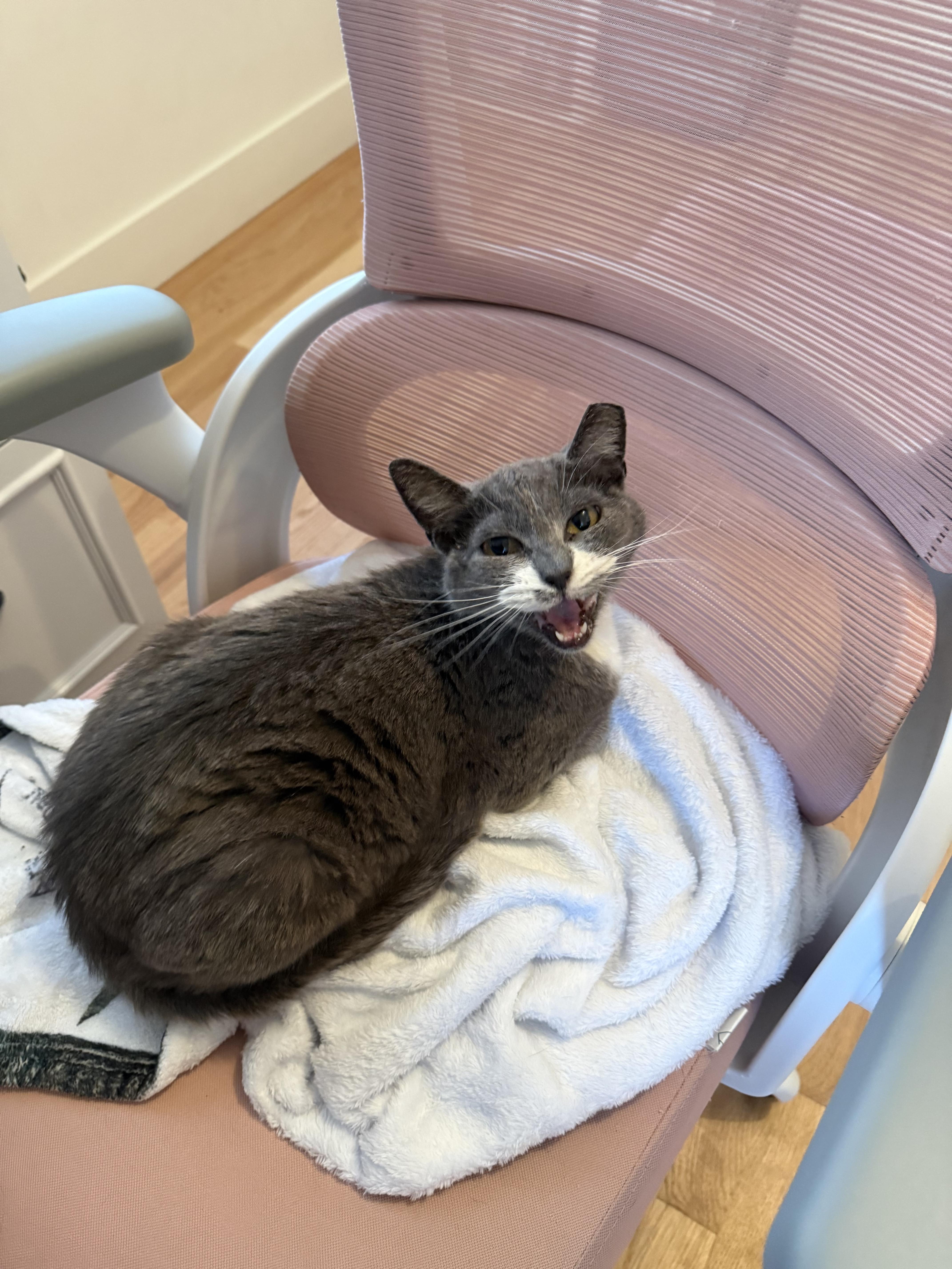 Enlarge Winnie, a ADOPTABLE Domestic Short Hair in Tampa, FL image 1/5