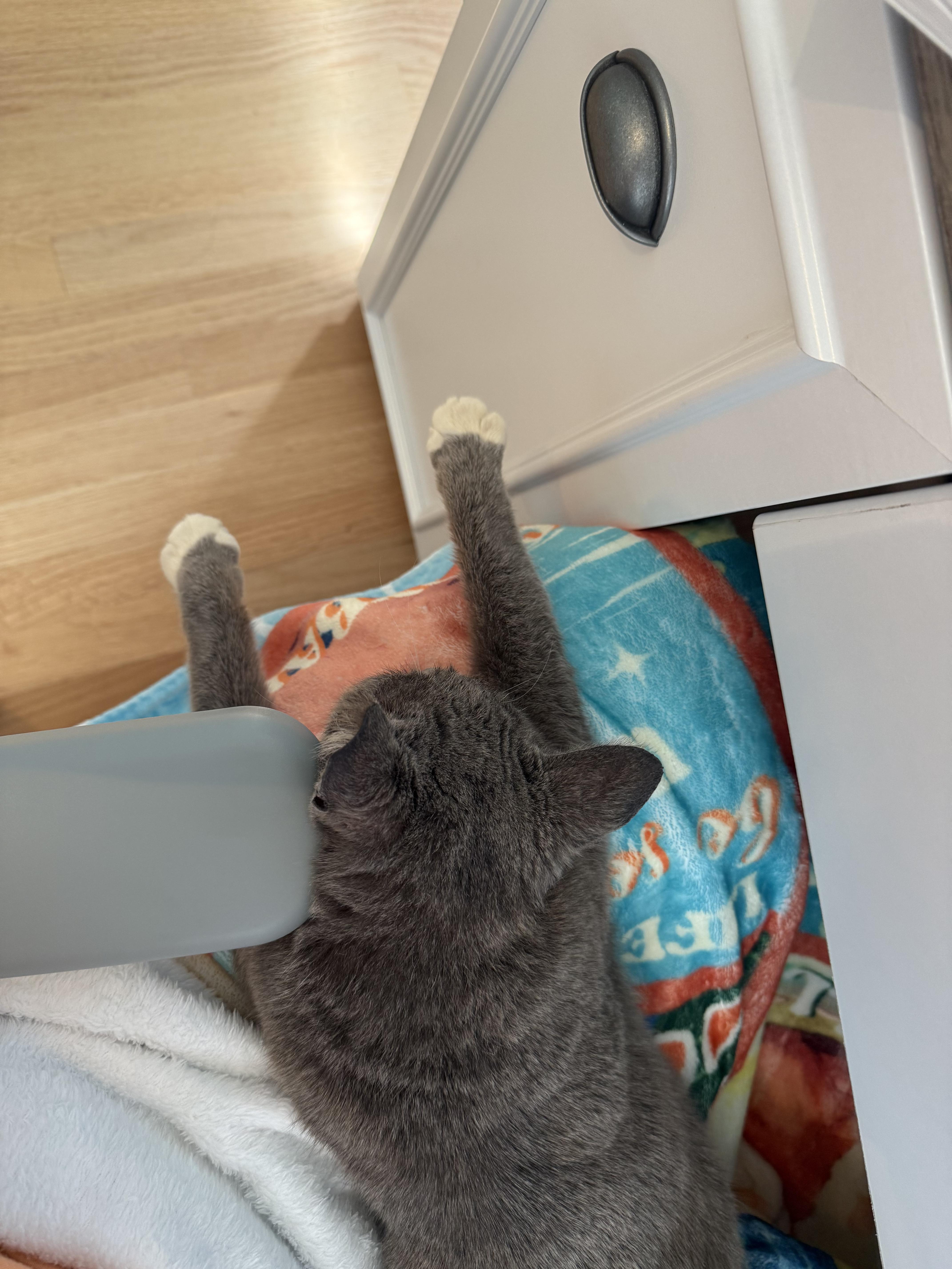 Enlarge Winnie, a ADOPTABLE Domestic Short Hair in Tampa, FL image 5/5