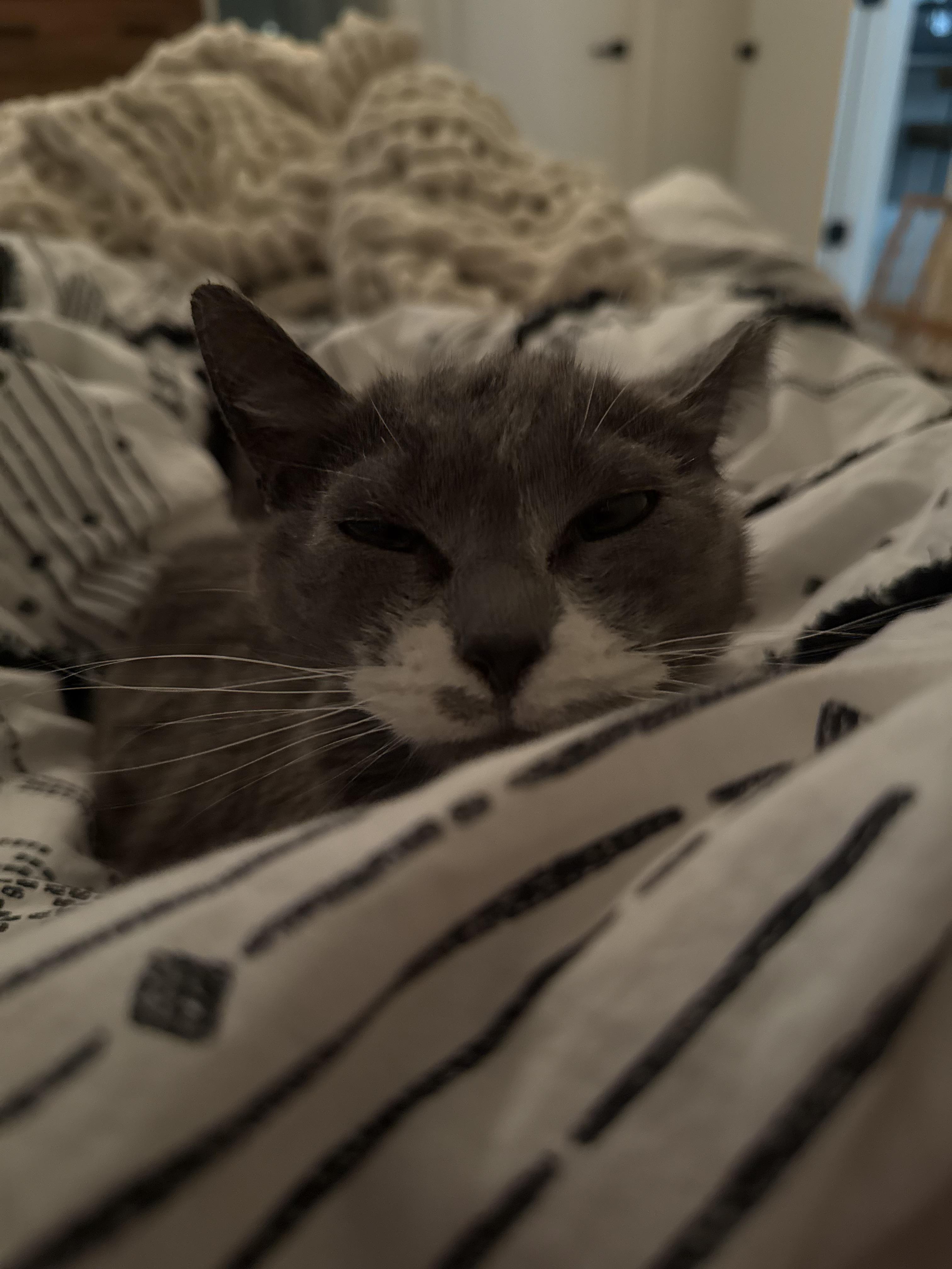 Enlarge Winnie, a ADOPTABLE Domestic Short Hair in Tampa, FL image 4/5