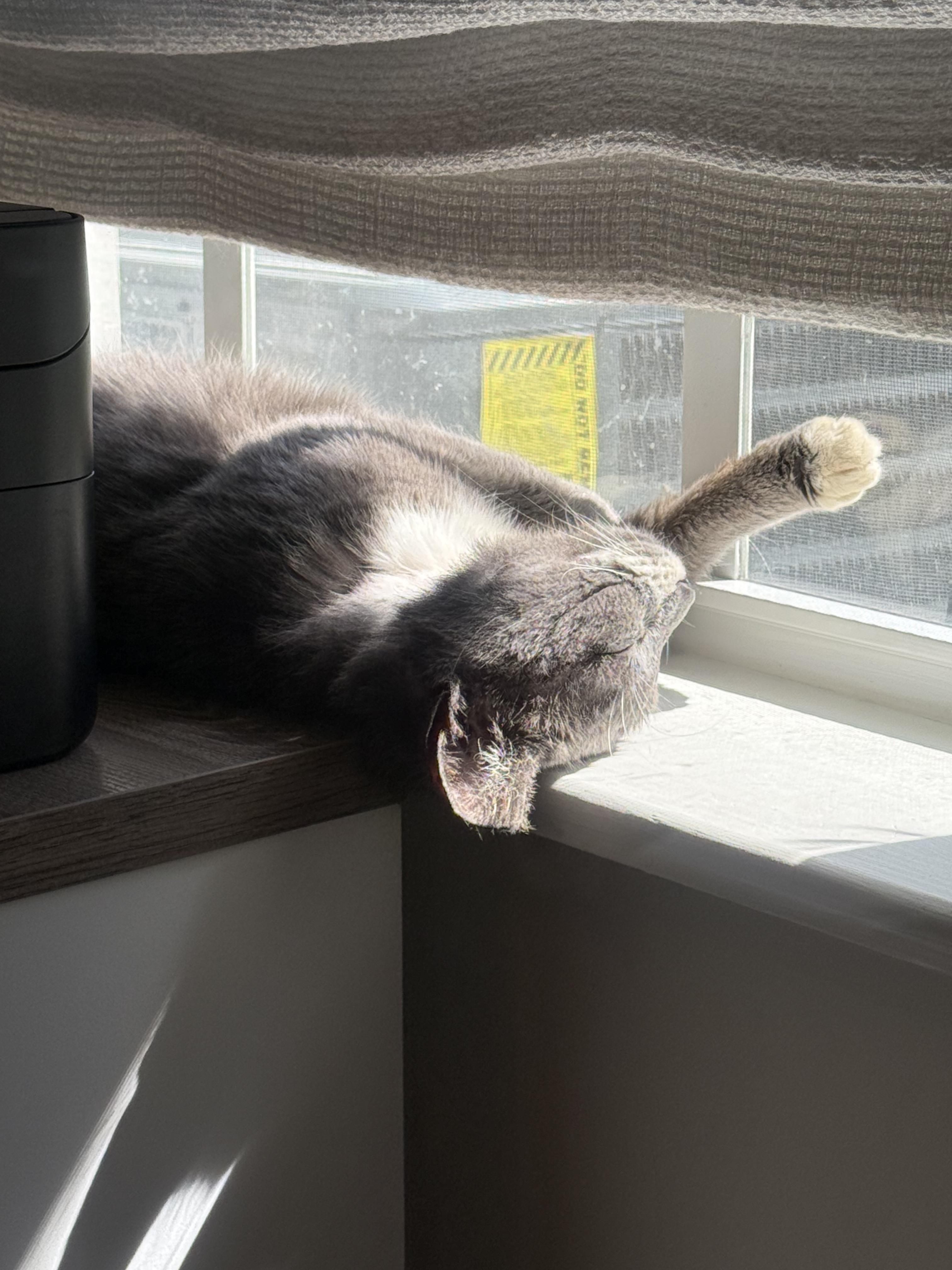 Enlarge Winnie, a ADOPTABLE Domestic Short Hair in Tampa, FL image 2/5