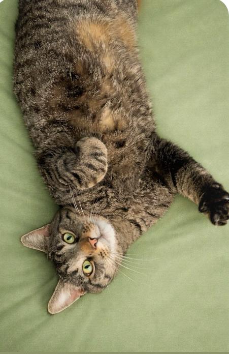 Enlarge Rudy, a ADOPTABLE Tabby in Charlotte, NC image 2/3