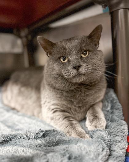 Tank, Adoptable, Adult Male Domestic Short Hair & Domestic Short Hair.