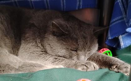 Tank, Adoptable, Adult Male Domestic Short Hair & Domestic Short Hair.