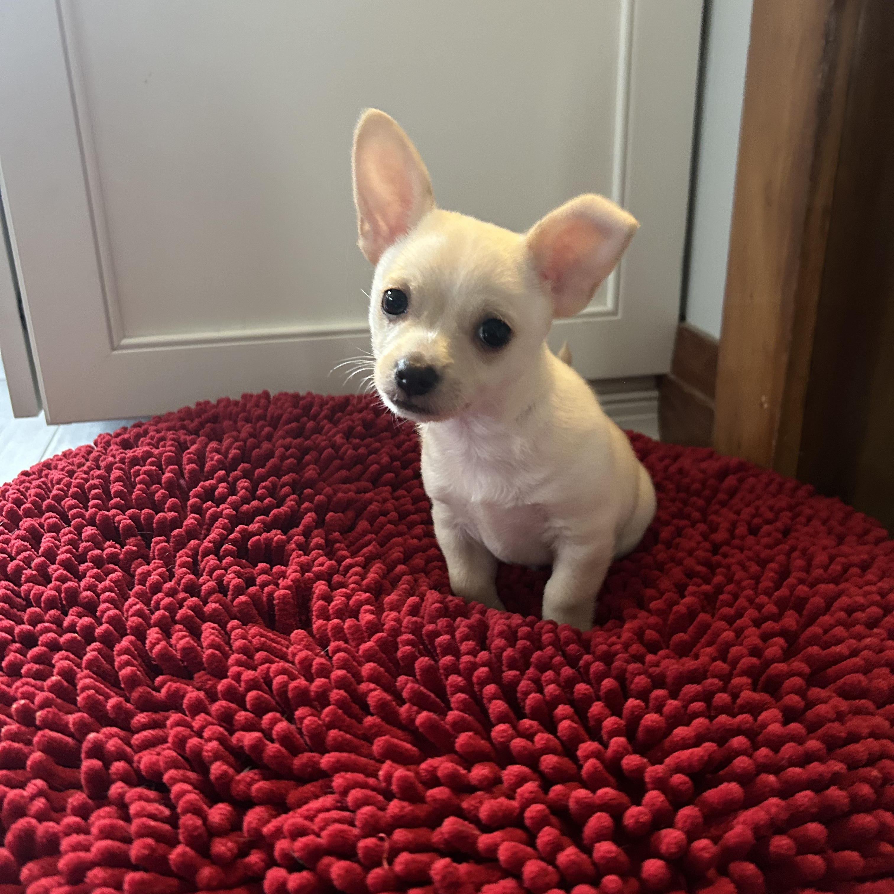 Peanut, an adopted mixed breed in Buffalo, NY image 1/5