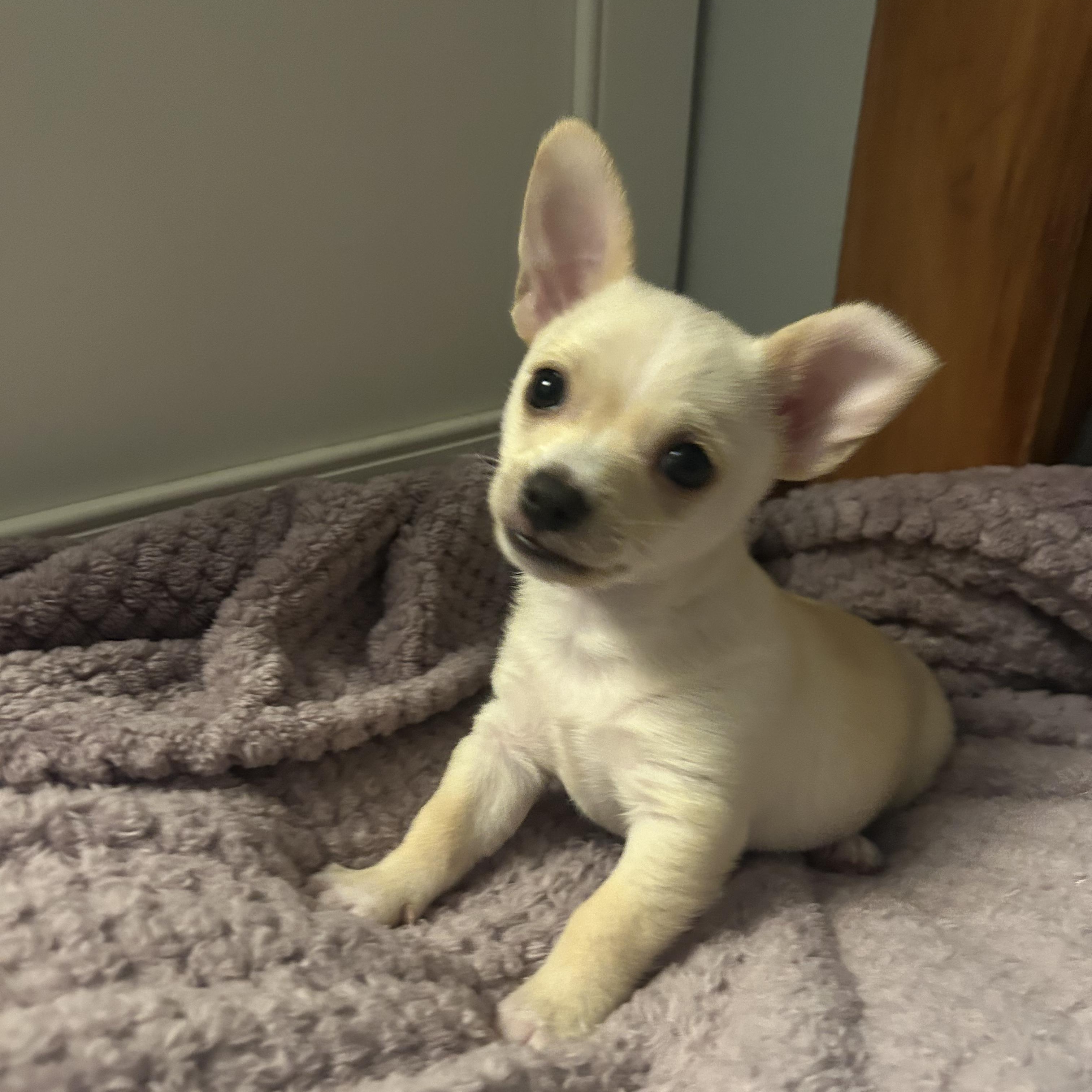 Peanut, an adopted mixed breed in Buffalo, NY image 5/5