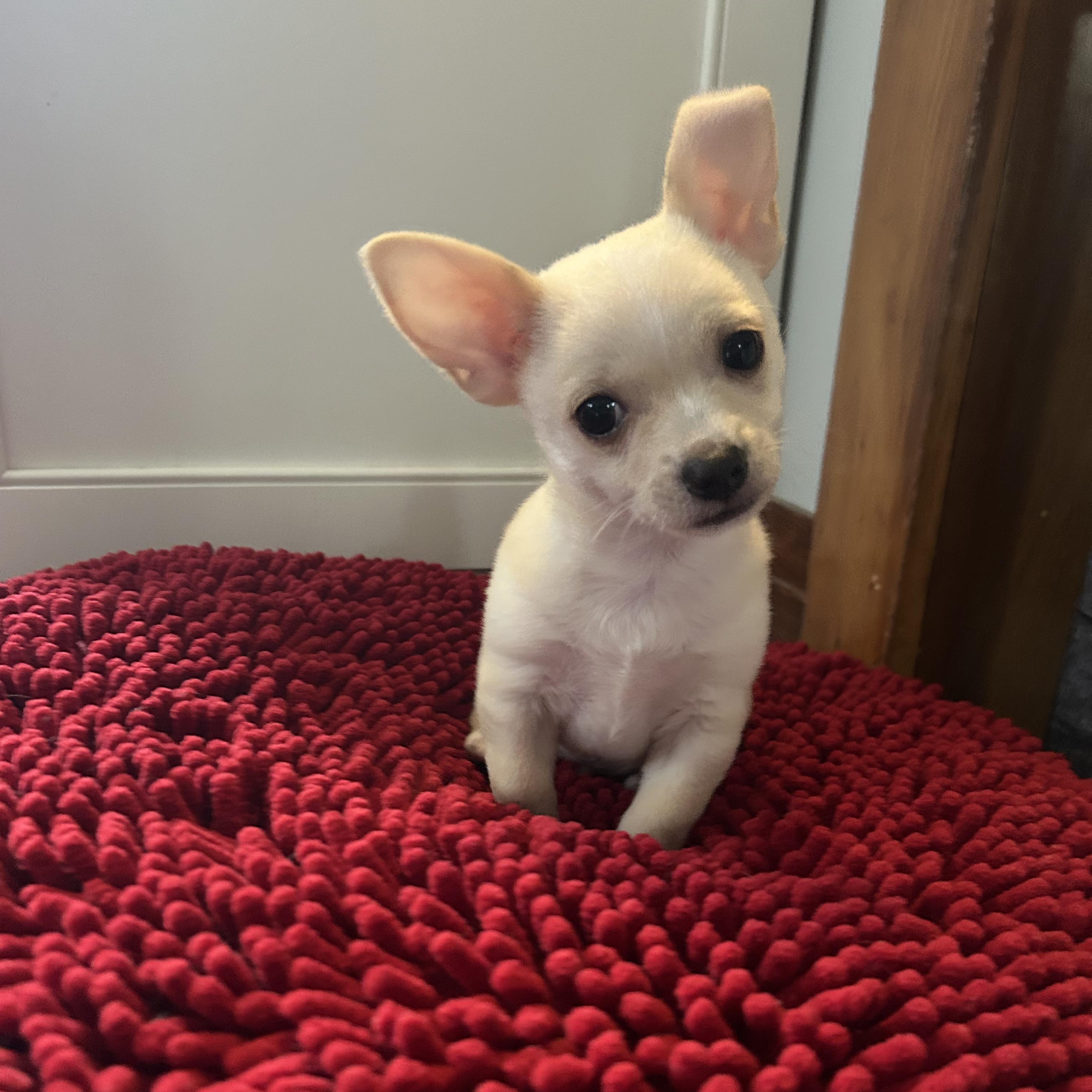 Peanut, an adopted mixed breed in Buffalo, NY image 4/5
