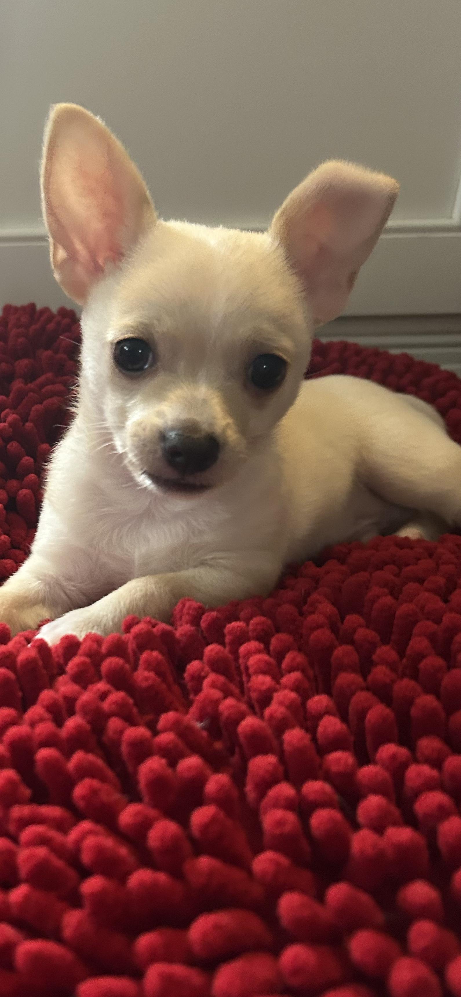 Peanut, an adopted mixed breed in Buffalo, NY image 3/5