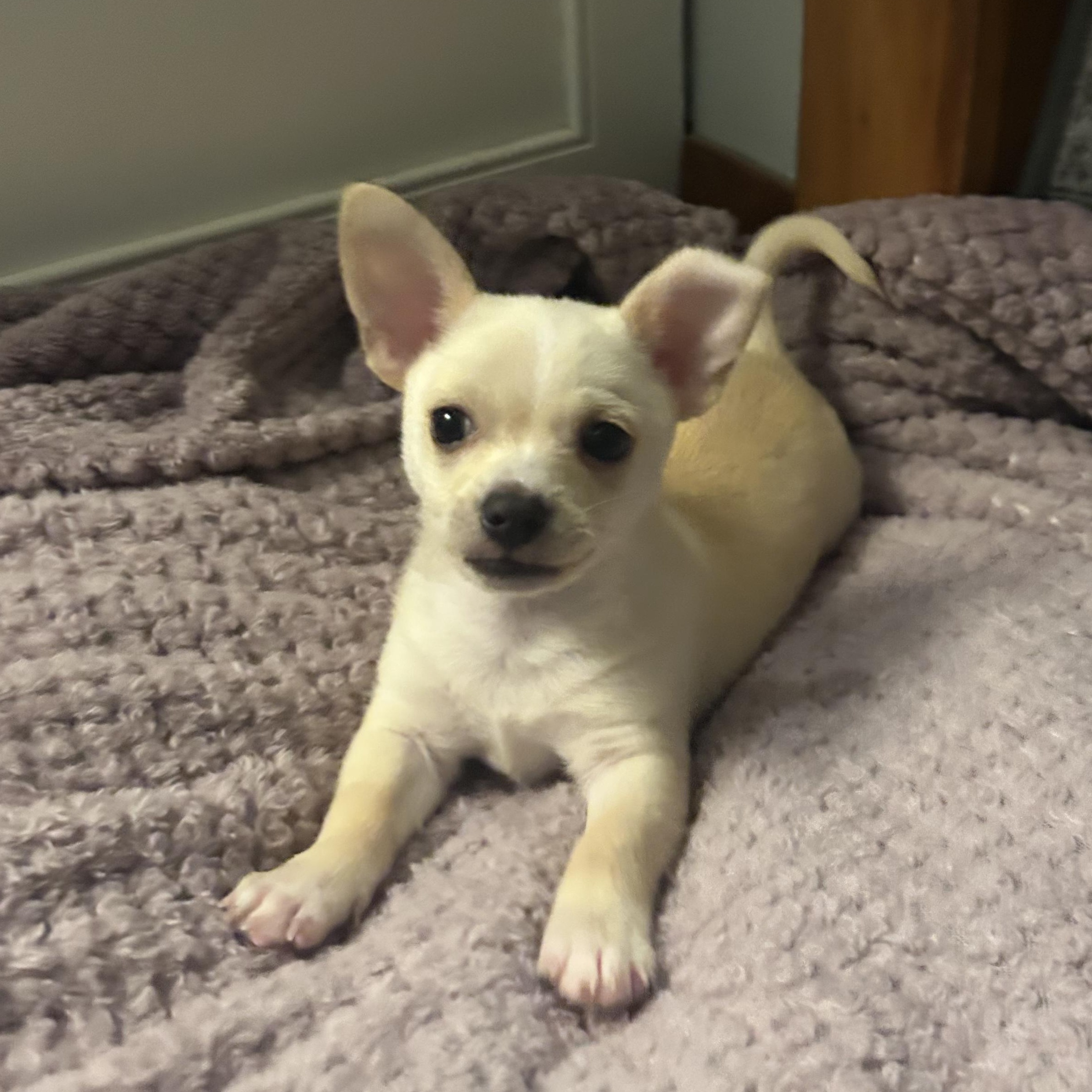 Peanut, an adopted mixed breed in Buffalo, NY image 2/5