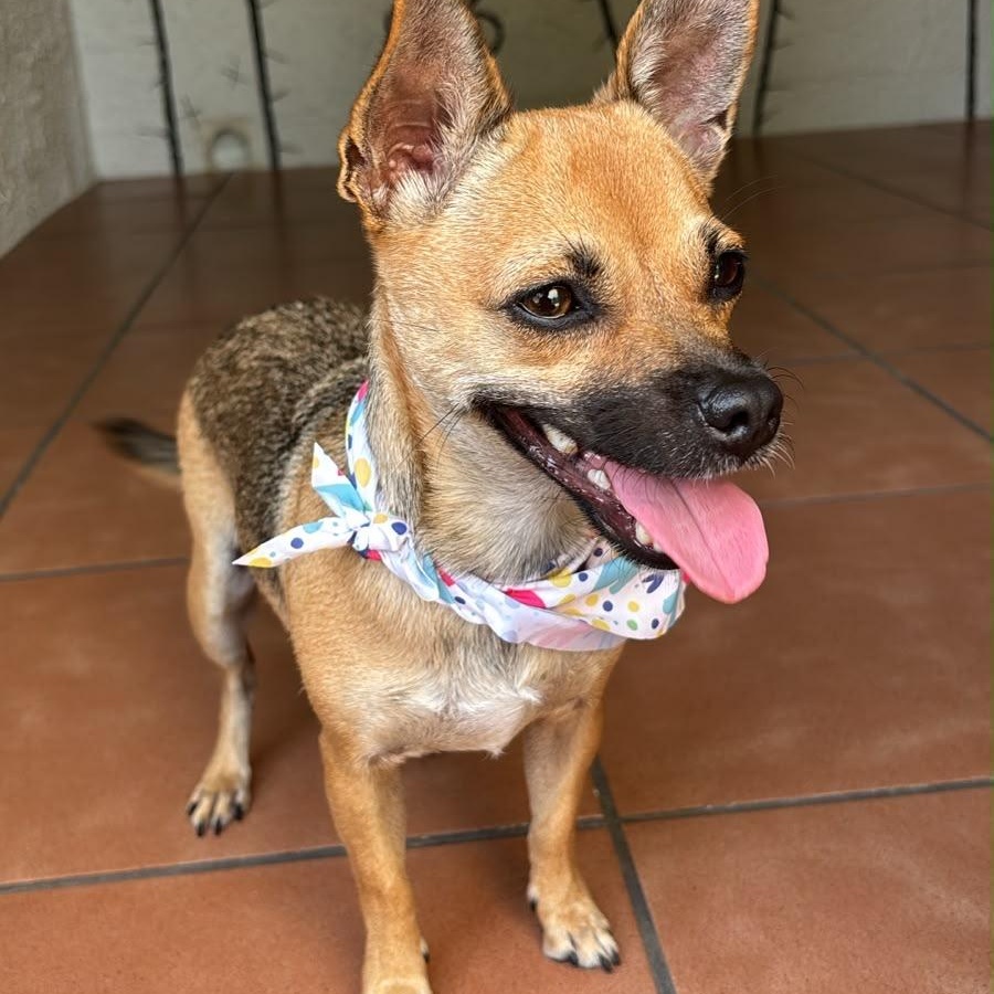 Enlarge Fiorella, a Adoptable mixed breed in Lyndeborough, NH image 5/6