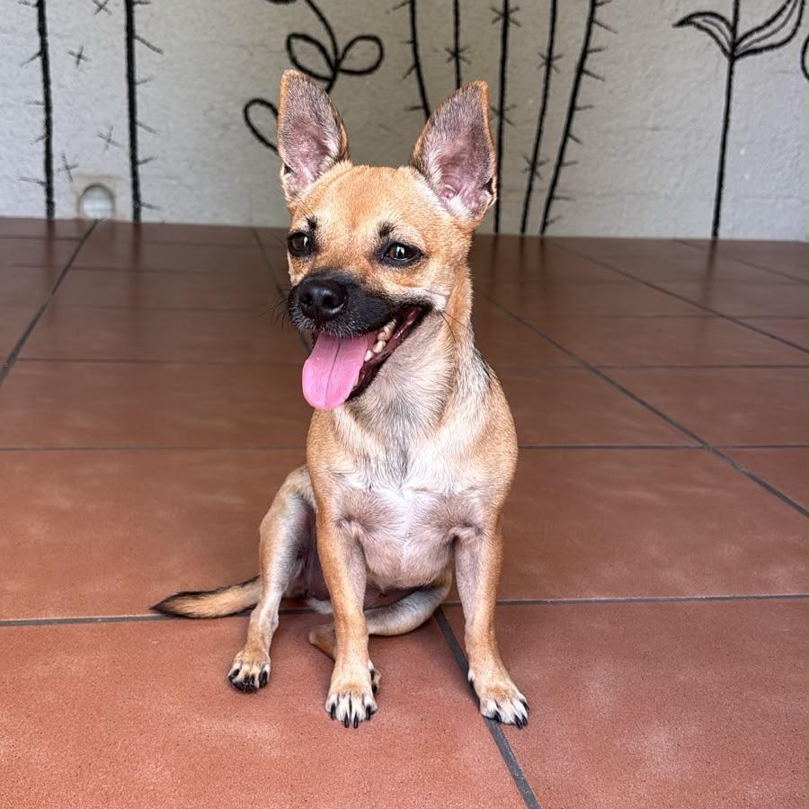 Enlarge Fiorella, a Adoptable mixed breed in Lyndeborough, NH image 4/6