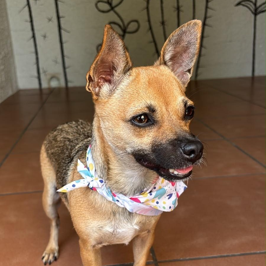 Enlarge Fiorella, a Adoptable mixed breed in Lyndeborough, NH image 6/6