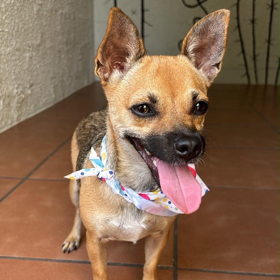 Fiorella, Adoptable, Adult Female Chihuahua.