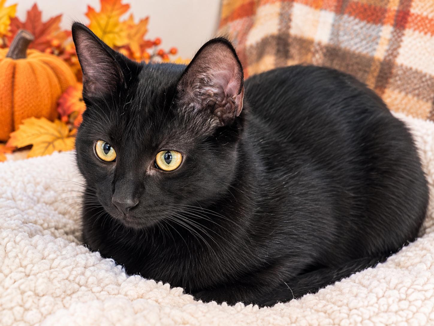 Enlarge Midnight, a Adoptable American Shorthair in COLORADO SPRINGS, CO image 2/5