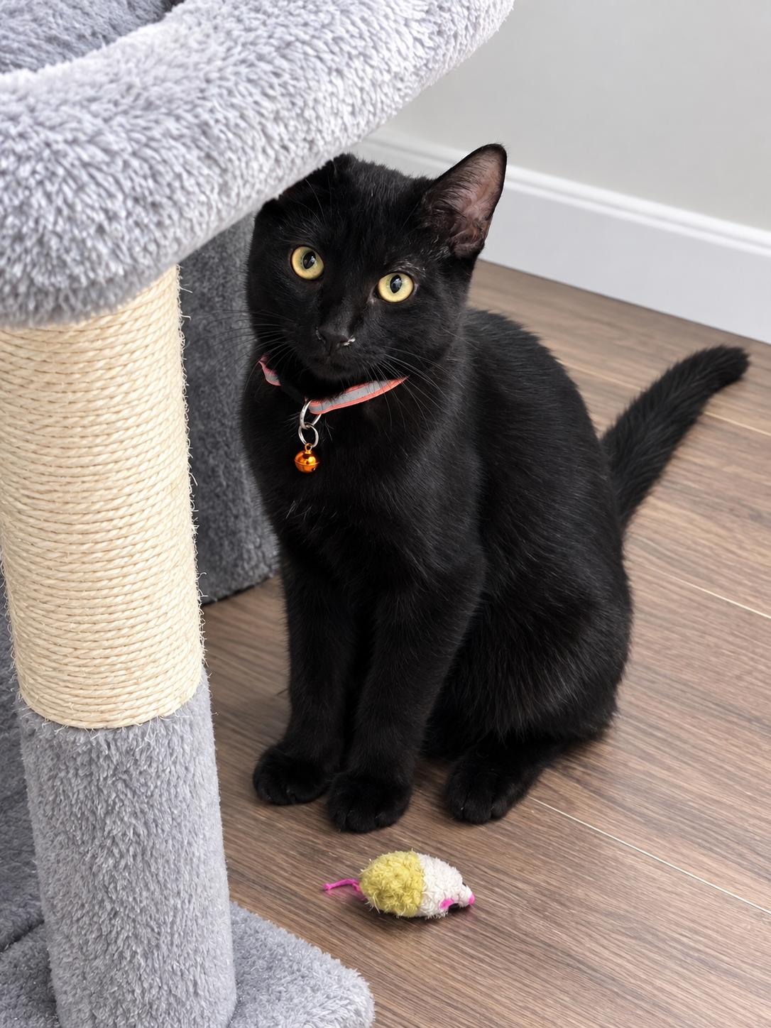 Enlarge Midnight, a Adoptable American Shorthair in COLORADO SPRINGS, CO image 5/5