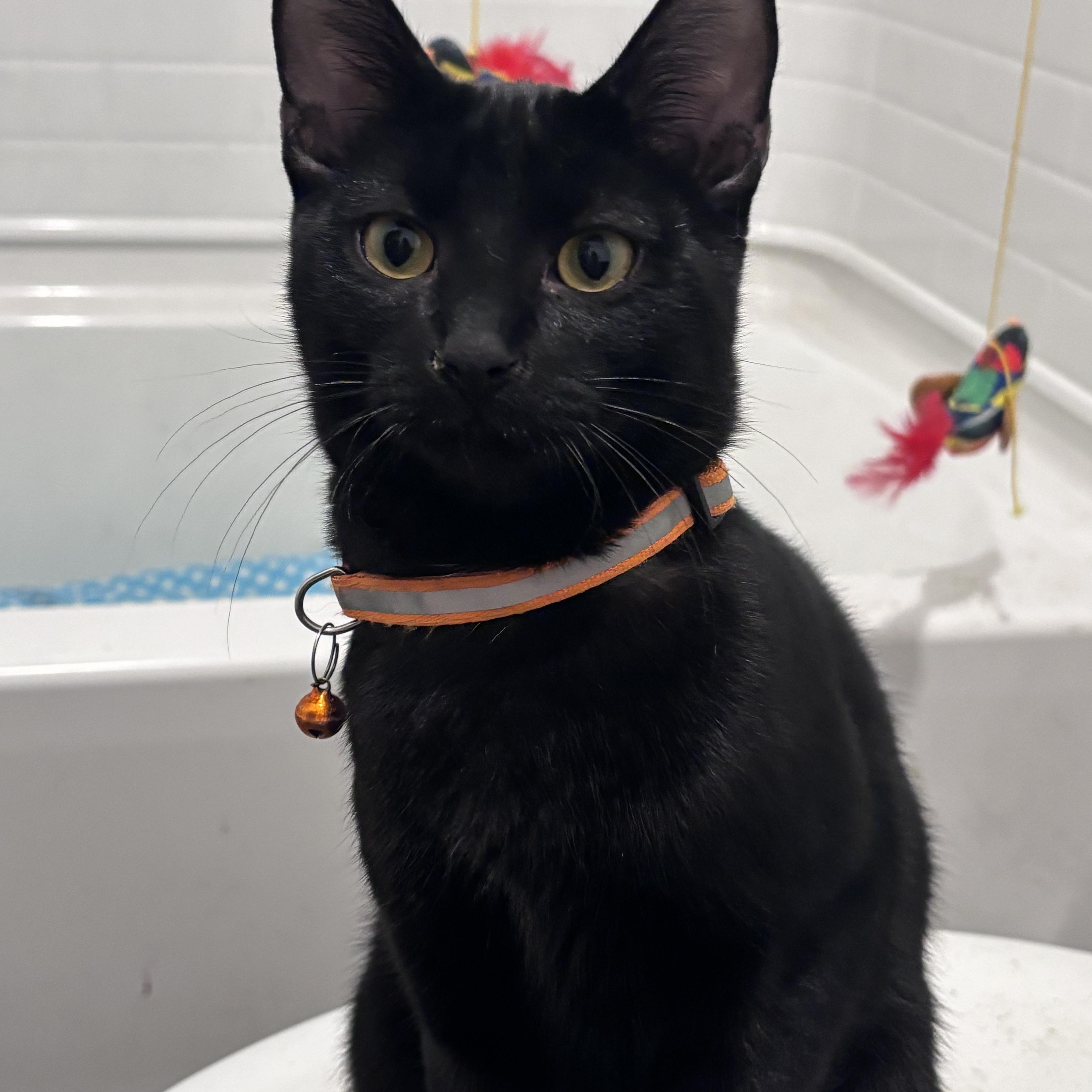Enlarge Midnight, a Adoptable American Shorthair in COLORADO SPRINGS, CO image 4/5