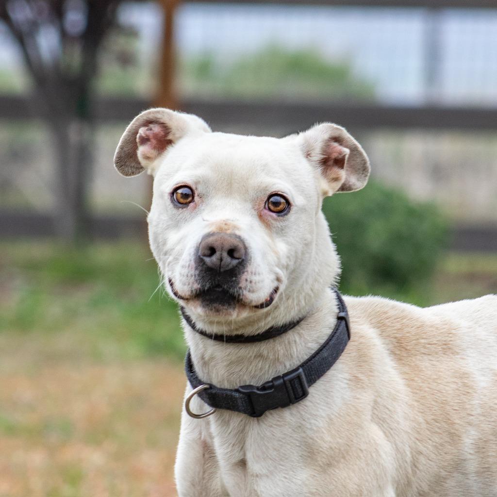 Tiny Tim, Adoptable, Adult Male Pit Bull Terrier.