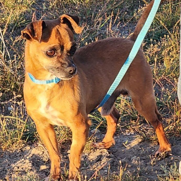 Enlarge Douglas, an adopted mixed breed in Marysville, WA image 3/6