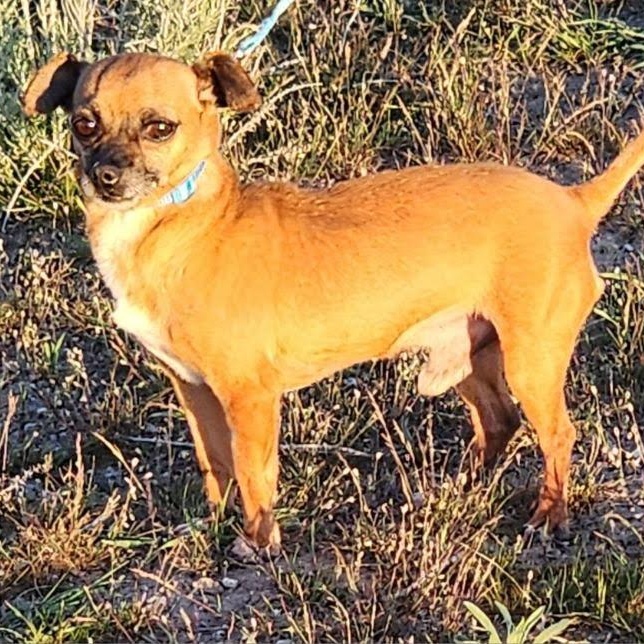 Enlarge Douglas, an adopted mixed breed in Marysville, WA image 2/6