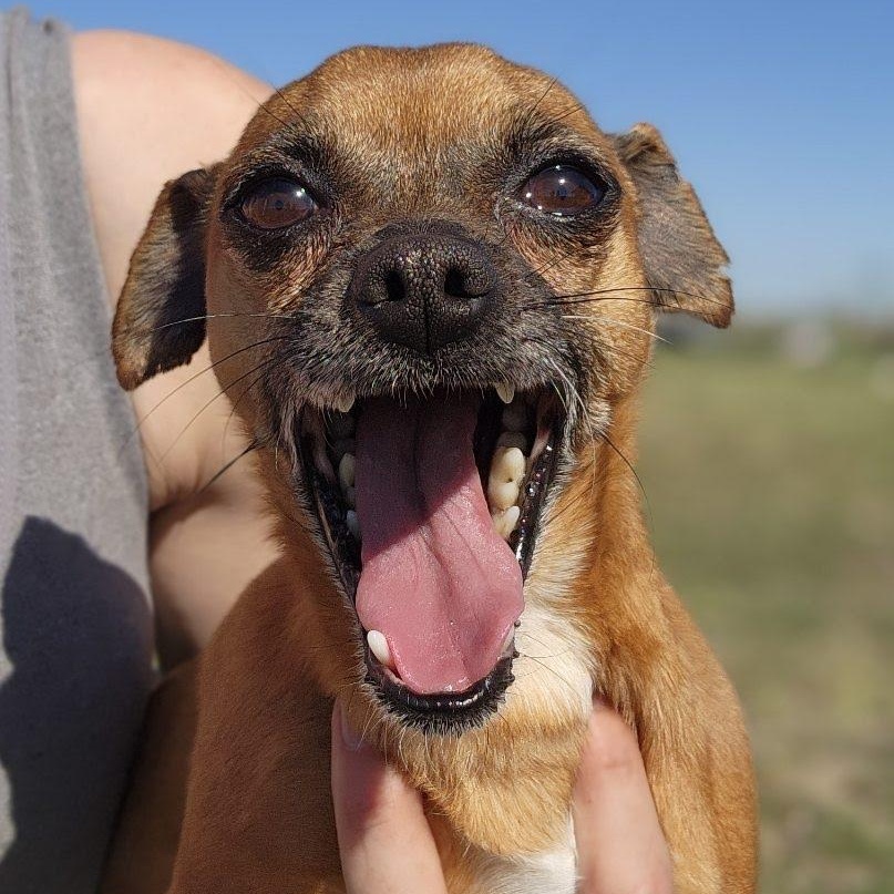 Enlarge Douglas, an adopted mixed breed in Marysville, WA image 6/6