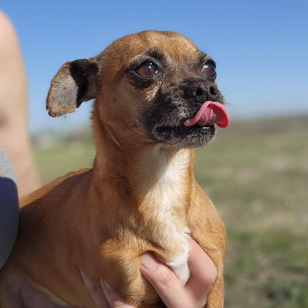 Enlarge Douglas, an adopted mixed breed in Marysville, WA image 5/6