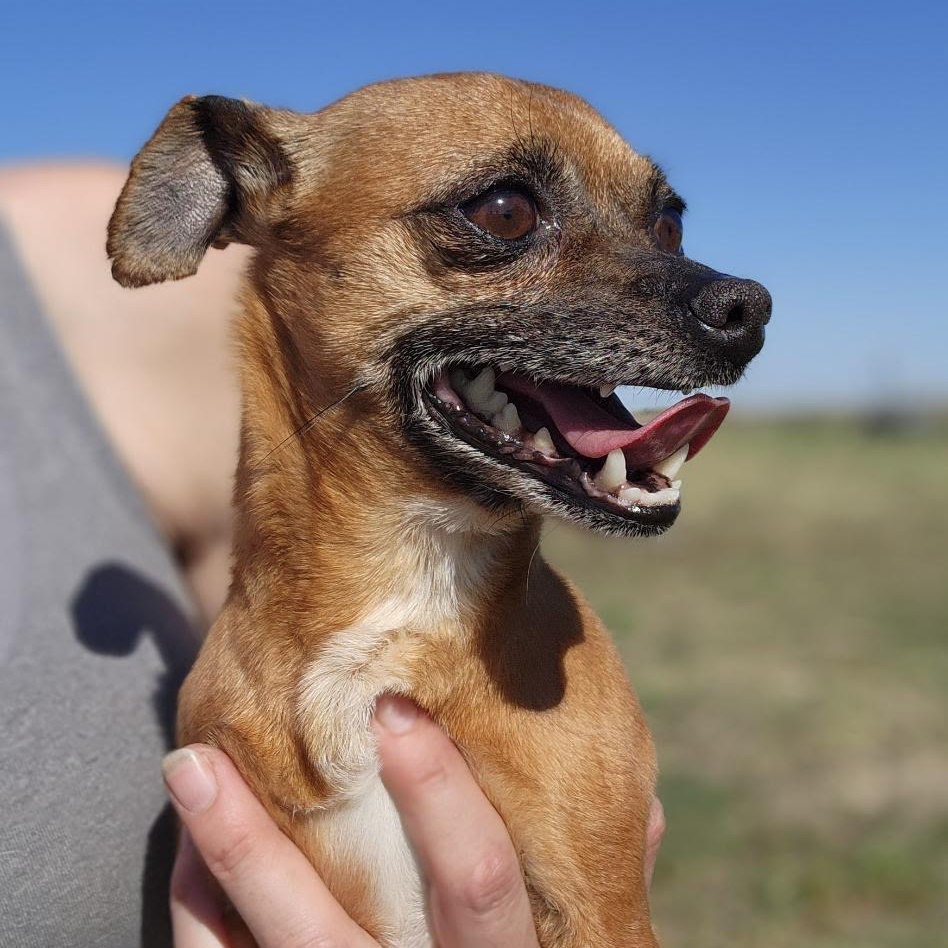 Enlarge Douglas, an adopted mixed breed in Marysville, WA image 4/6