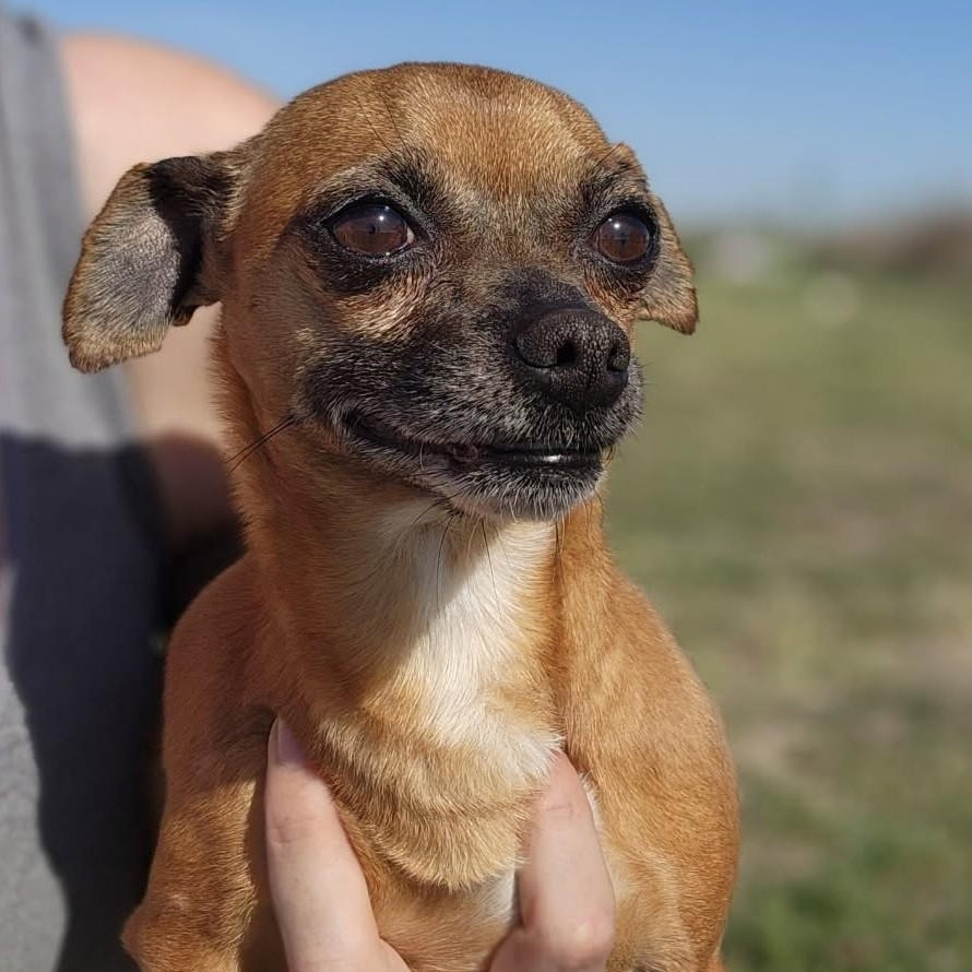 Douglas, adopted, Adult Male Chihuahua.