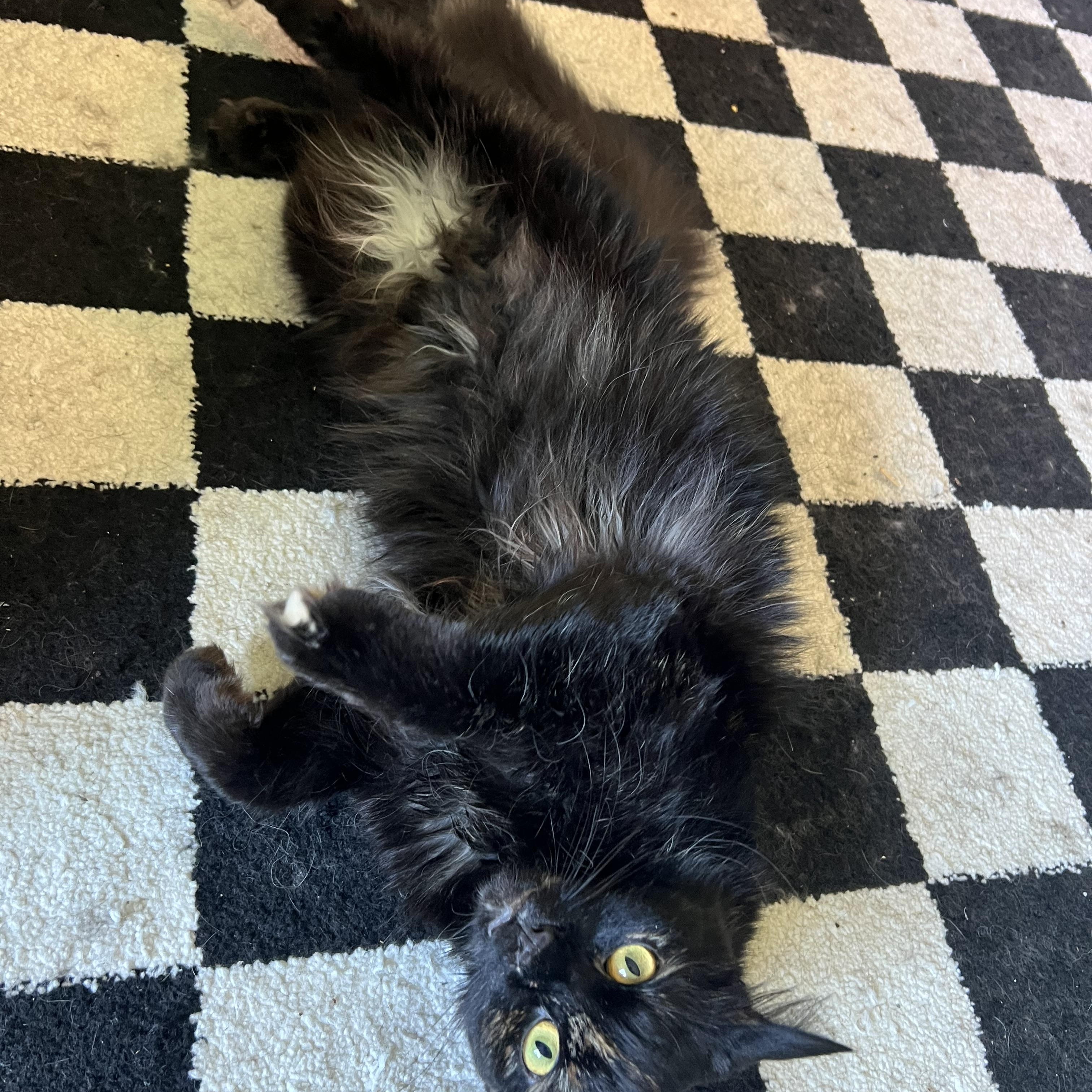 Winter, an adopted Domestic Long Hair in Nashville, TN image 2/2