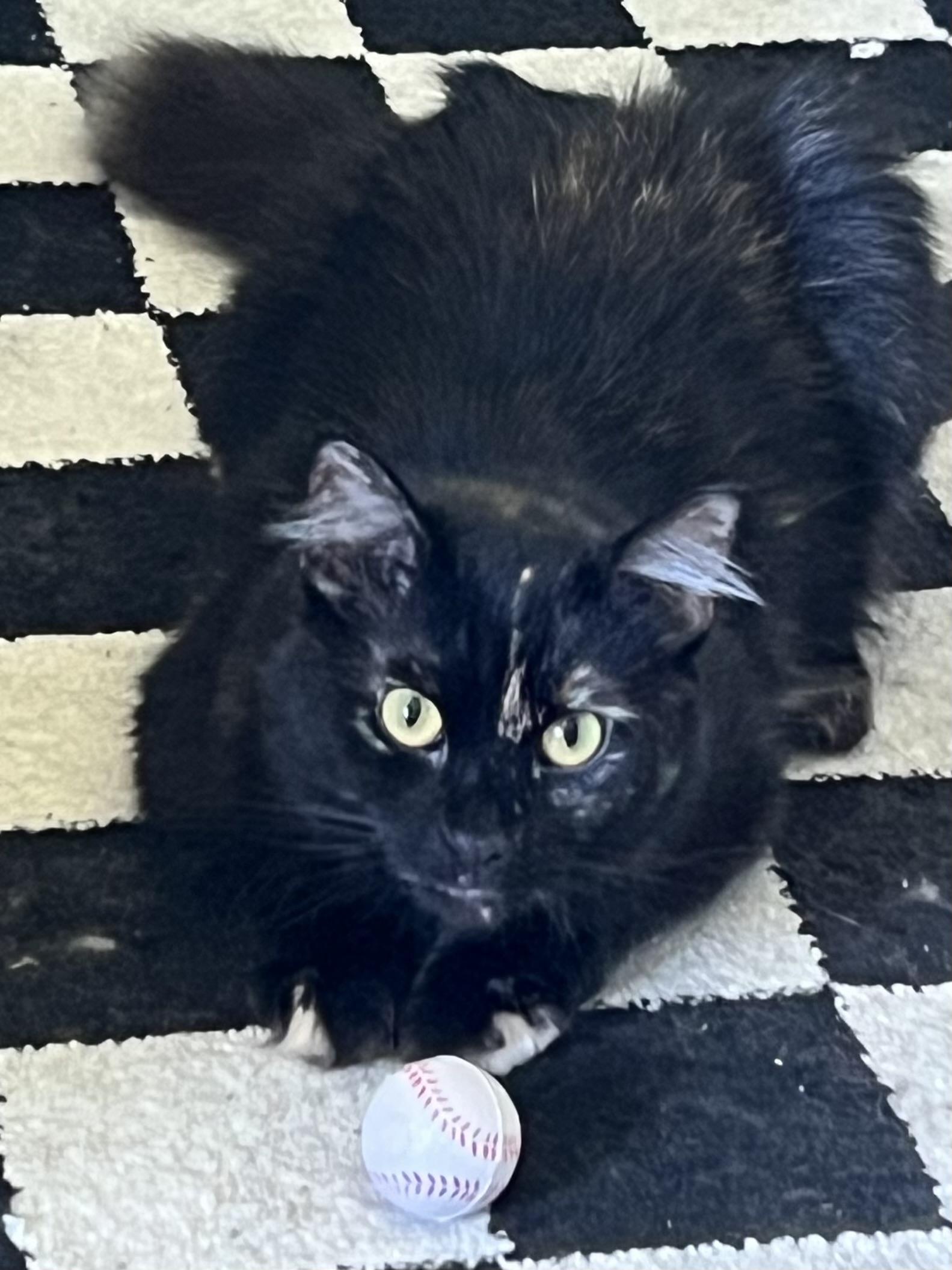 Winter, adopted, Young Female Domestic Long Hair.
