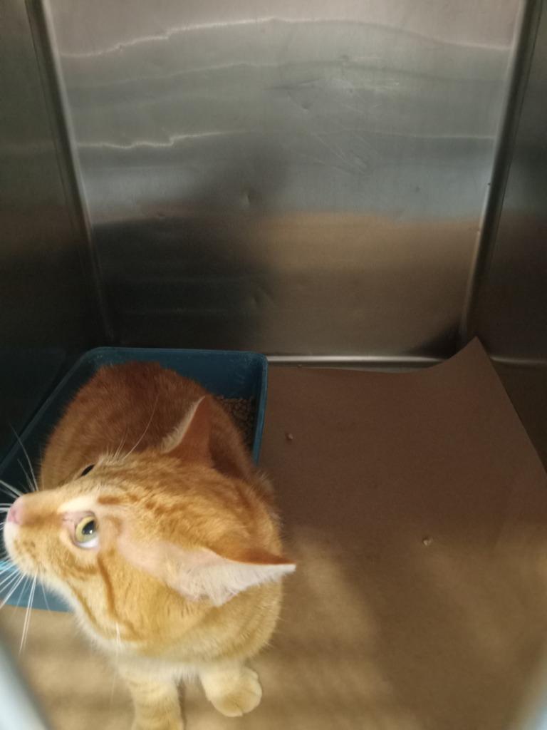 Nubbs, Adoptable, Young Male Domestic Short Hair.