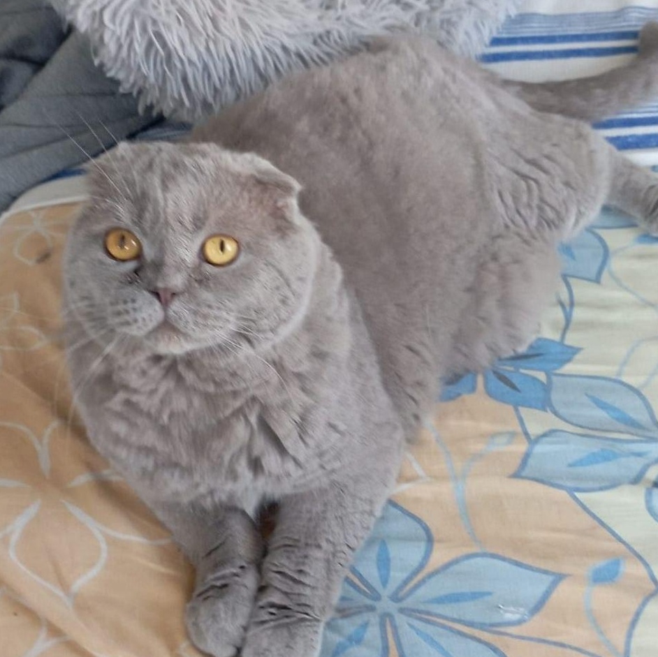 Enlarge Yoshi, a ADOPTABLE Scottish Fold in North York, ON image 2/6