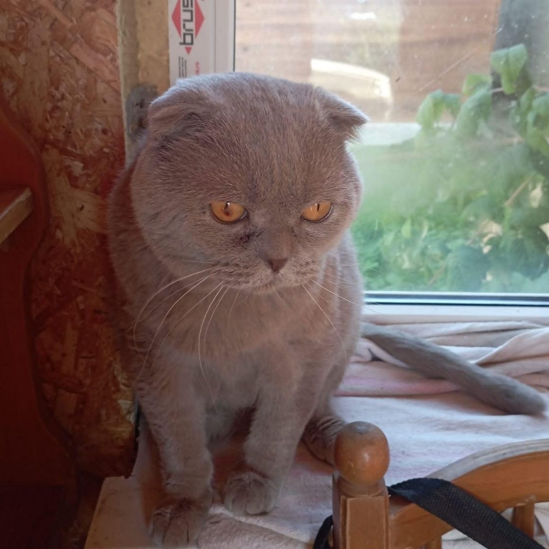 Enlarge Yoshi, a ADOPTABLE Scottish Fold in North York, ON image 6/6