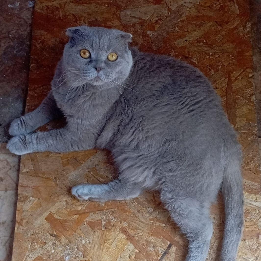 Enlarge Yoshi, a ADOPTABLE Scottish Fold in North York, ON image 3/6