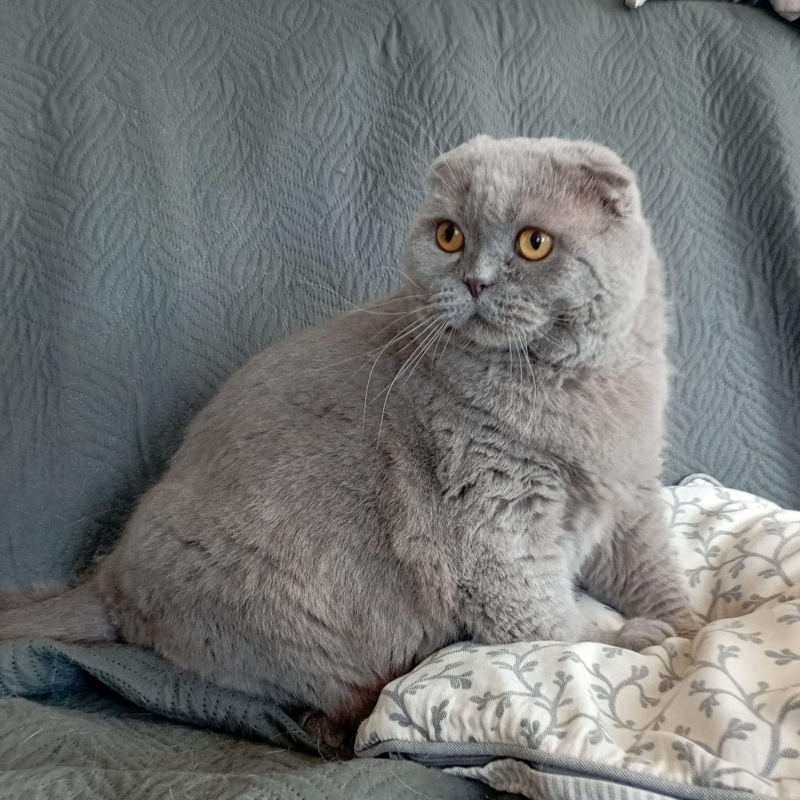 Enlarge Yoshi, a ADOPTABLE Scottish Fold in North York, ON image 1/6