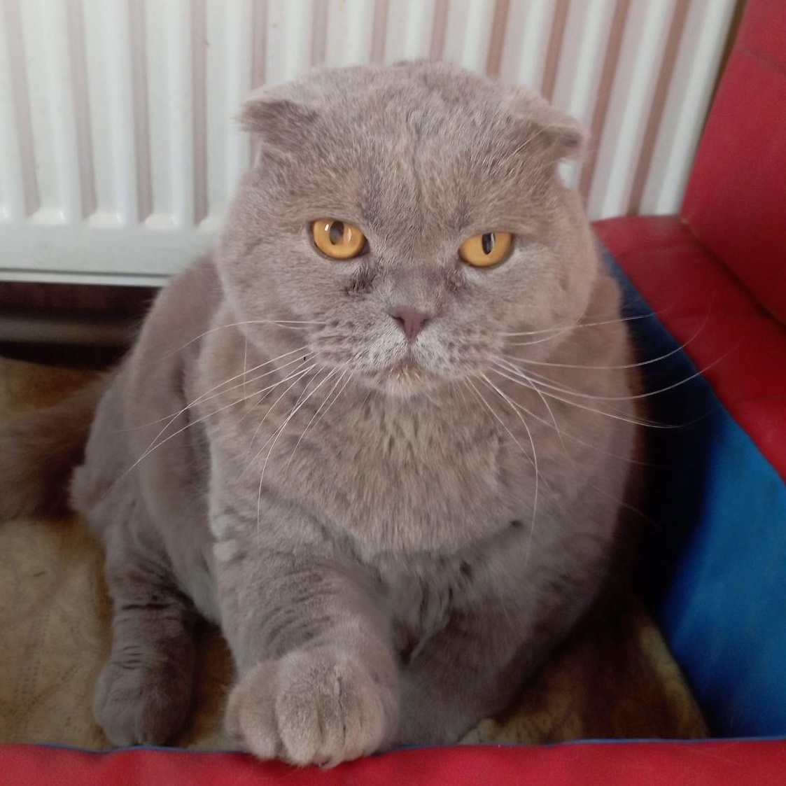 Enlarge Yoshi, a ADOPTABLE Scottish Fold in North York, ON image 5/6